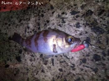 メバル