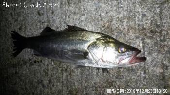 シーバス