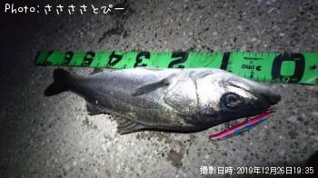 シーバス