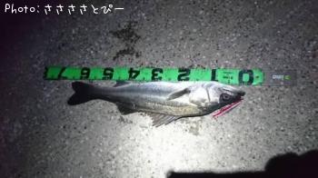 シーバス