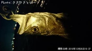 シーバス
