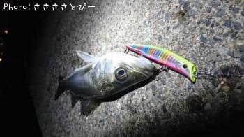 シーバス