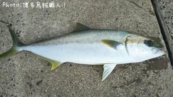 ヒラマサ