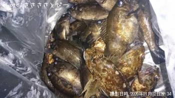 メバル＆カサゴ＆アジ