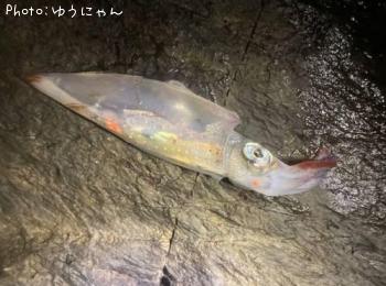 ヒイカ