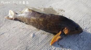 アイナメ