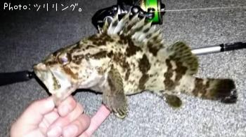 タケノコメバル