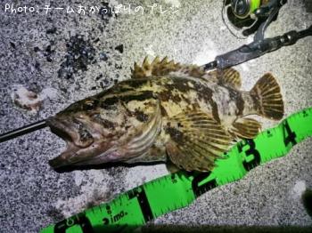 タケノコメバル