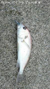 イシモチ