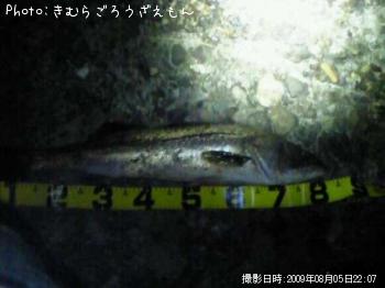シーバス