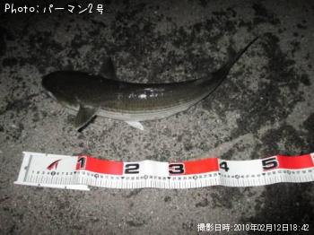 ボラ