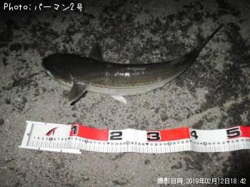 ボラ