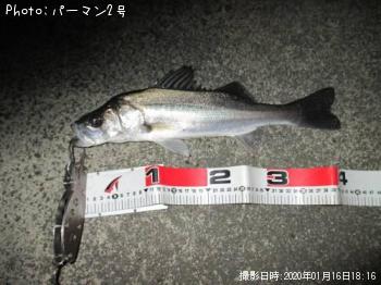 シーバス