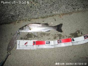 シーバス
