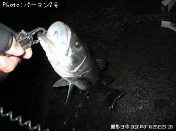 シーバス