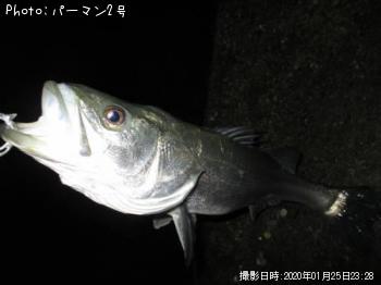 シーバス