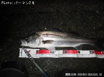 シーバス