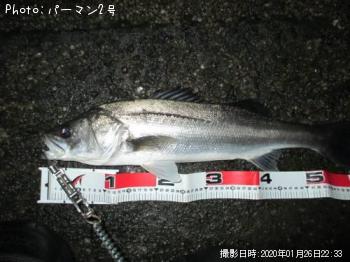 シーバス