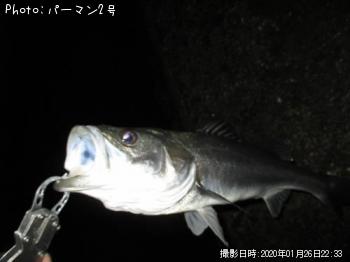 シーバス