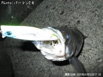 シーバス