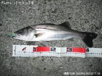 シーバス