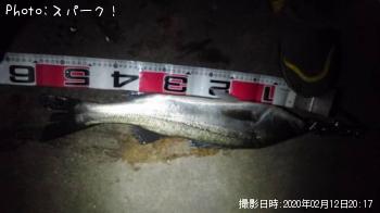 シーバス