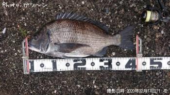 クロダイ