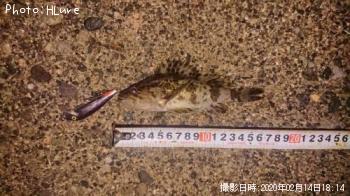 タケノコメバル