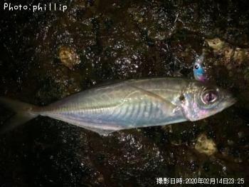 メバル