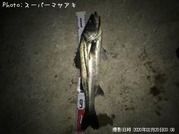 シーバス