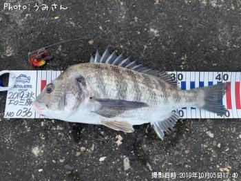 チヌ