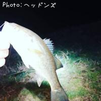 ブラックバス