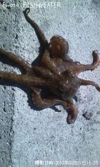 タコ