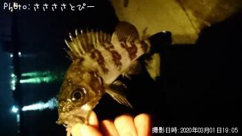 メバル