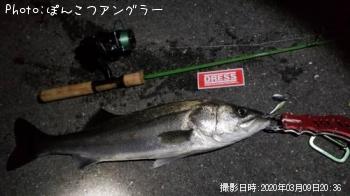 シーバス