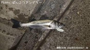 シーバス