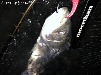 シーバス