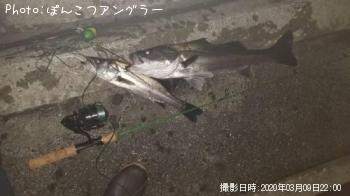 シーバス