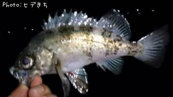 メバル