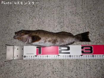 アイナメ