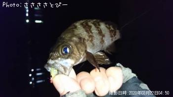 メバル＆ムラソイ