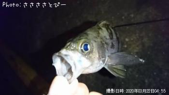 メバル＆ムラソイ