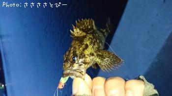 メバル＆ムラソイ