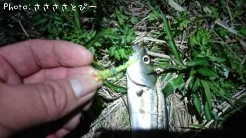 メバル＆シーバス