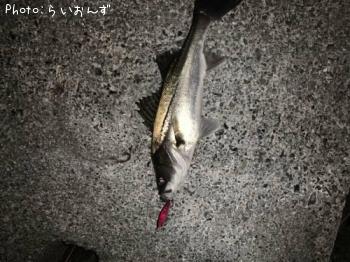 シーバス