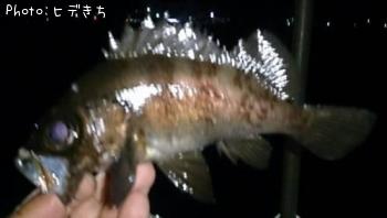 メバル