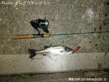 シーバス