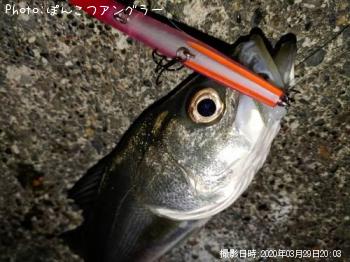 シーバス