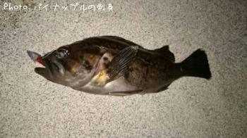 クロソイ