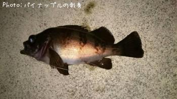 メバル